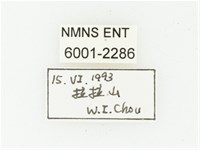 黃點虎斑花金龜藏品圖，第2張