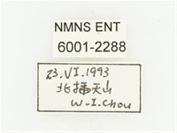 黑虎斑花金龜藏品圖，第2張