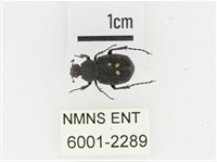 血紅虎斑花金龜藏品圖，第1張