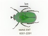 臺灣扇角金龜藏品圖，第1張