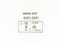 臺灣扇角金龜藏品圖，第2張