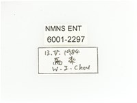 黃肩長腳花金龜藏品圖，第2張