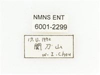 臺灣跗花金龜藏品圖，第2張