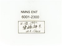 臺灣白條金龜藏品圖，第2張