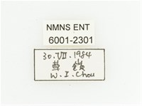 黃斑陷紋金龜藏品圖，第2張