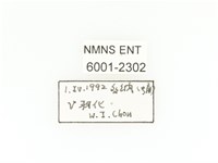 斑翅四齒金龜藏品圖，第2張