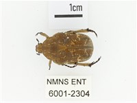 銅點花金龜藏品圖，第1張