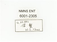 黃肩長腳花金龜藏品圖，第2張