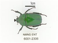 臺灣扇角金龜藏品圖，第1張