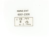 臺灣扇角金龜藏品圖，第2張