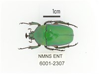 臺灣扇角金龜藏品圖，第1張