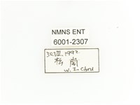 臺灣扇角金龜藏品圖，第2張