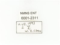 臺灣白條金龜藏品圖，第2張