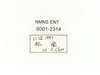臺灣扇角金龜藏品圖，第2張