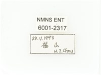 臺灣白條金龜藏品圖，第2張