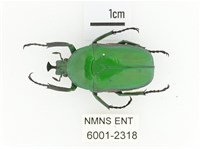 臺灣扇角金龜藏品圖，第1張