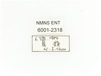 臺灣扇角金龜藏品圖，第2張