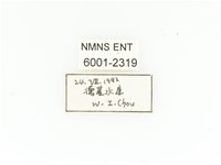 臺灣扇角金龜藏品圖，第2張