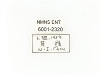 臺灣扇角金龜藏品圖，第2張