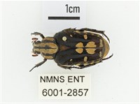 黃斑陷紋金龜藏品圖，第1張