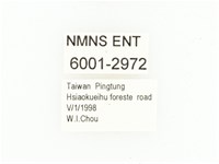 血紅虎斑花金龜藏品圖，第2張