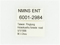 黑虎斑花金龜藏品圖，第2張