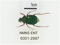 三輪長腳花金龜藏品圖，第1張