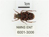 巴蘭陷紋金龜藏品圖，第1張