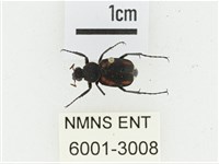 黑虎斑花金龜藏品圖，第1張