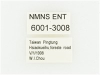 黑虎斑花金龜藏品圖，第2張