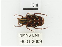 巴蘭陷紋金龜藏品圖，第1張