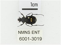 血紅虎斑花金龜藏品圖，第1張