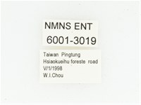 血紅虎斑花金龜藏品圖，第2張