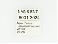 血紅虎斑花金龜藏品圖，第2張