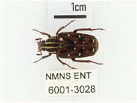 巴蘭陷紋金龜藏品圖，第1張