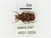 巴蘭陷紋金龜藏品圖，第1張