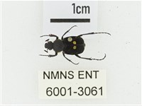 血紅虎斑花金龜藏品圖，第1張