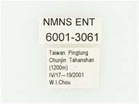 血紅虎斑花金龜藏品圖，第2張