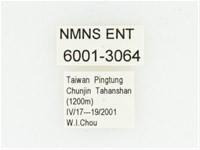 血紅虎斑花金龜藏品圖，第2張