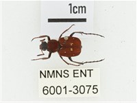 血紅虎斑花金龜藏品圖，第1張