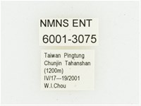 血紅虎斑花金龜藏品圖，第2張