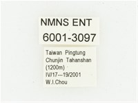 血紅虎斑花金龜藏品圖，第2張