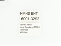 三輪長腳花金龜藏品圖，第2張