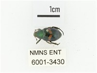 橫紋青銅金龜藏品圖，第1張