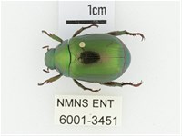 黑田艷金龜藏品圖，第1張