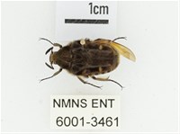 臺灣絨毛花金龜藏品圖，第1張