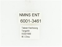 臺灣絨毛花金龜藏品圖，第2張