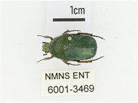 艷邊花金龜藏品圖，第1張