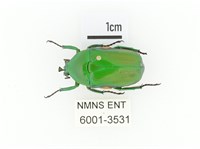 小扇角金龜藏品圖，第1張