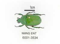 小扇角金龜藏品圖，第1張